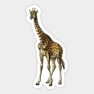 Long Neck African Safari Giraffe Sticker